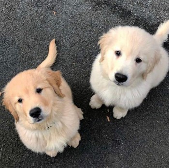 Adorable Golden Retriver Pup For Sale