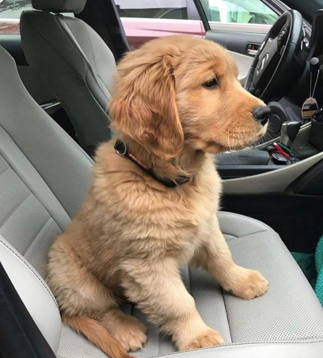 Golden Retriver Pup For Sale