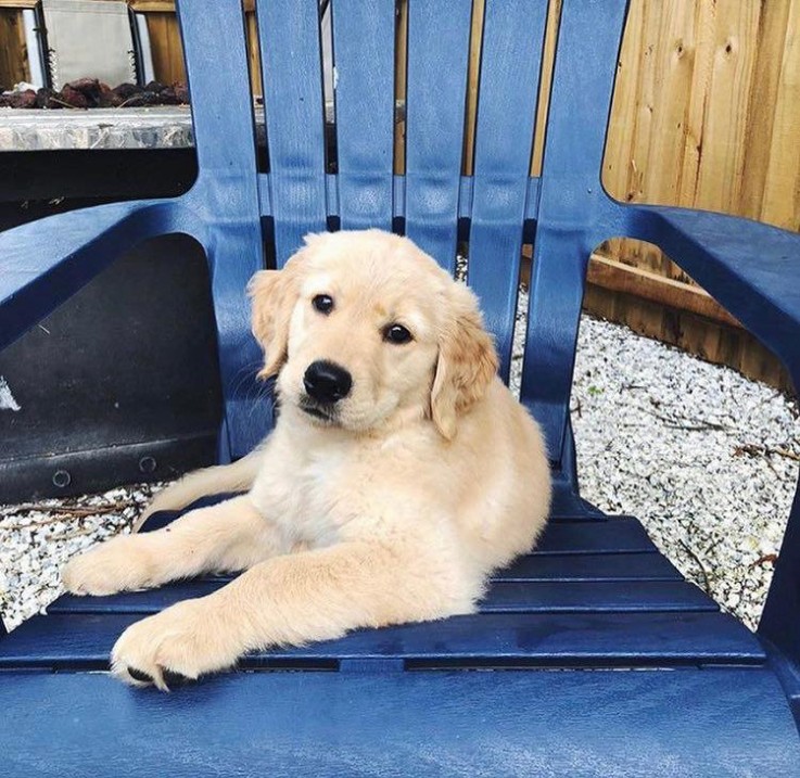 Active Golden Retriver Pup For Sale