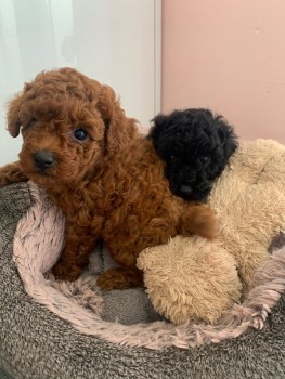 Toy Poodle puppies for sale 