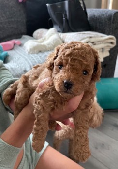 Toy Poodle puppies for sale 