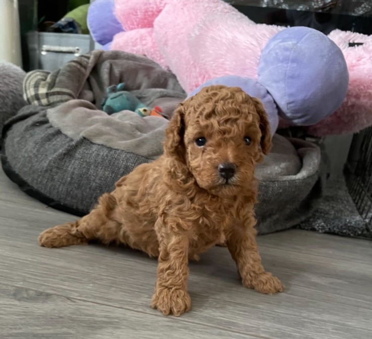 Toy Poodle puppies for sale 