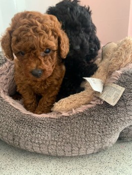 Toy Poodle puppies for sale 