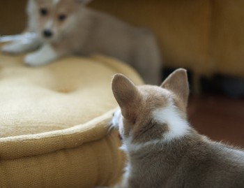 Brownish and white Sweet Corgi Puppies 