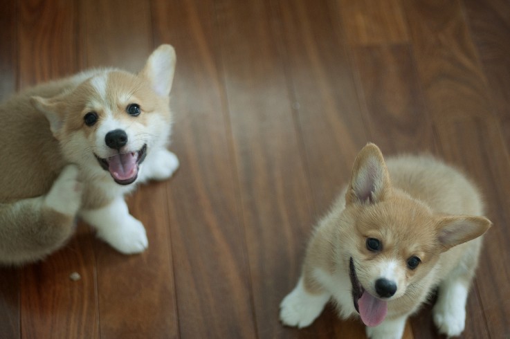 Brownish and white Sweet Corgi Puppies 