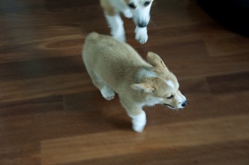 Well Socialized Corgi Puppies