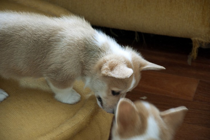 Well Socialized Corgi Puppies