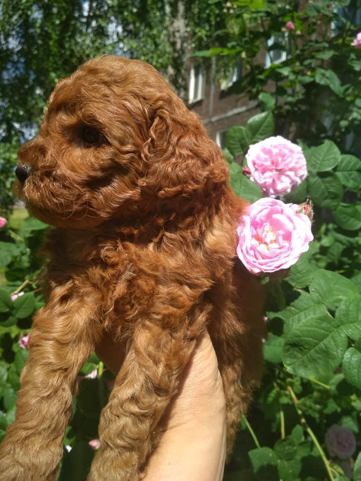 Toy Poodle puppies for sale 