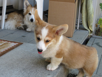 Cute Looking Male and Female Corgi Pups