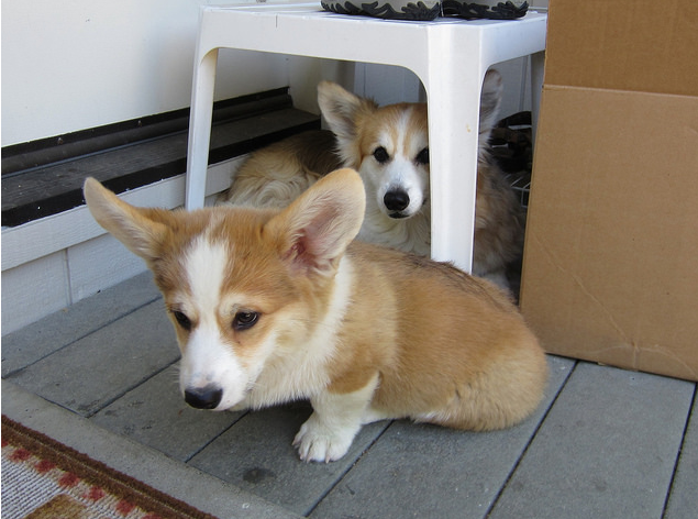 Cute Looking Male and Female Corgi Pups