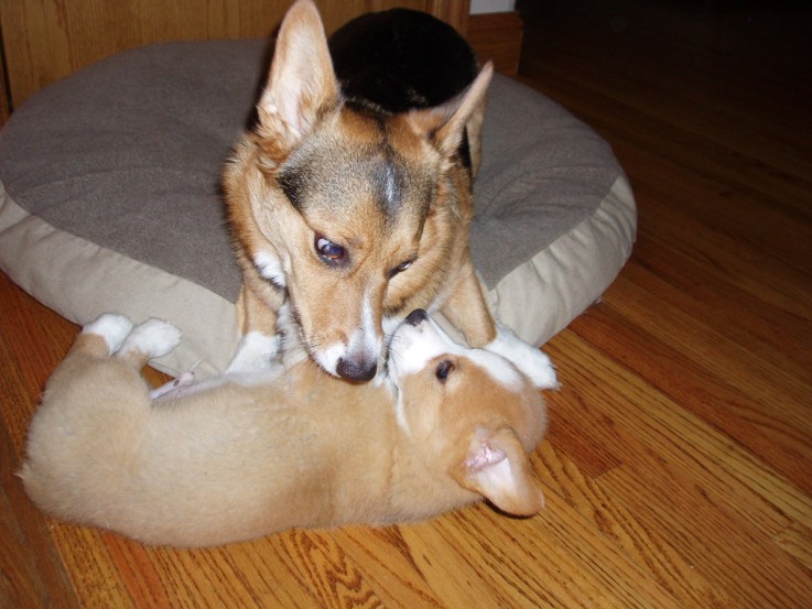 Trained Little Corgi Puppies 