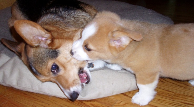 Trained Little Corgi Puppies 