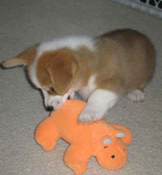 Short Legs and sweet Corgi Puppies