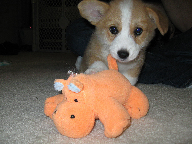 Short Legs and sweet Corgi Puppies