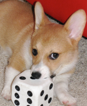 Potty Trained Male and Female Corgi Pups