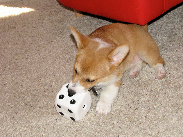 Potty Trained Male and Female Corgi Pups