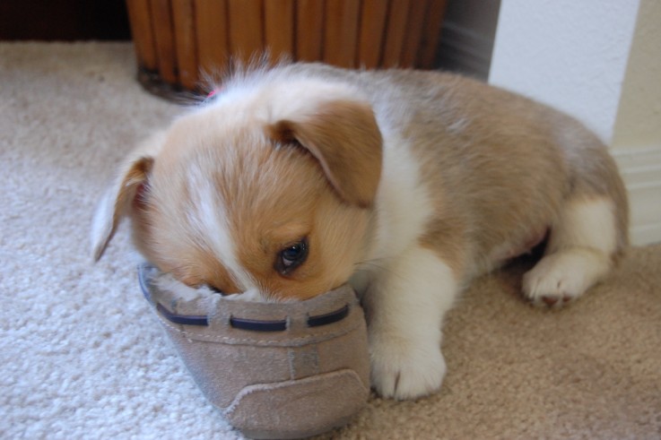 Home Raised Corgi Puppies Ready