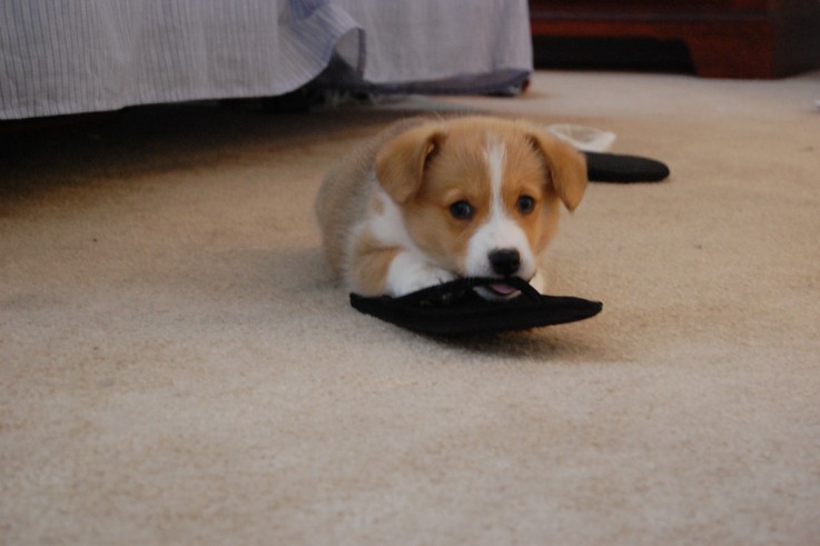 Home Raised Corgi Puppies Ready