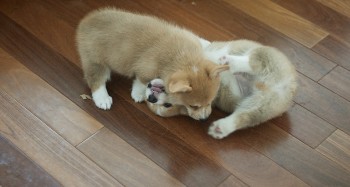 Affectionate Male and Female Corgi Pups!