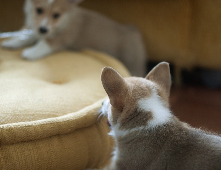 Affectionate Male and Female Corgi Pups!