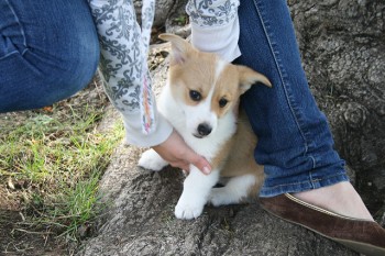 Mignone Male and Female Corgi Puppies