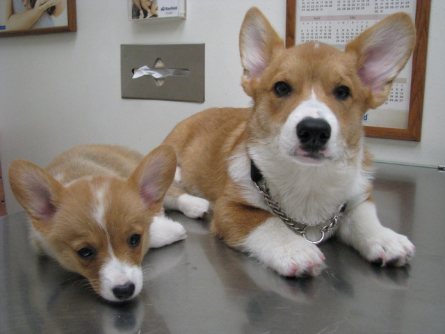 Mignone Male and Female Corgi Puppies