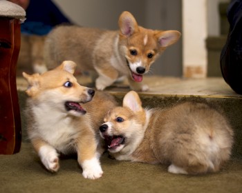 Lovely Male and Female Corgi Puppies