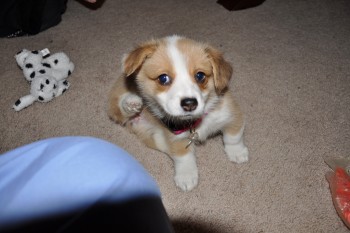 Playful and Litter Trained Corgi Pups