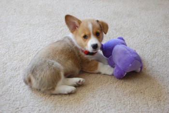 Playful and Litter Trained Corgi Pups