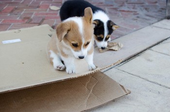 Sweetiepie Short Corgi Puppies For You