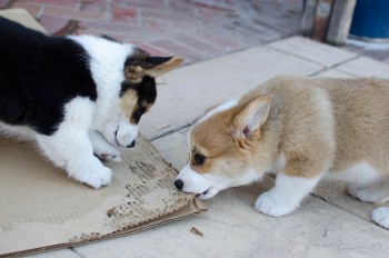 Sweetiepie Short Corgi Puppies For You