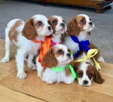 Cavalier King Charles Spaniel Puppies 