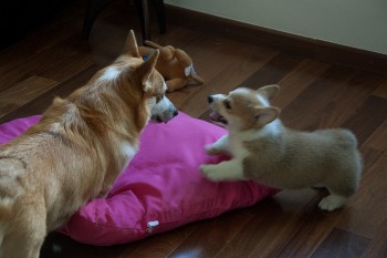 Amazing and friendly Corgi Puppies *