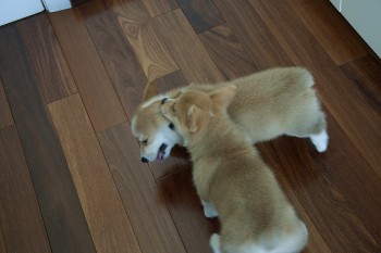 Amazing and friendly Corgi Puppies *