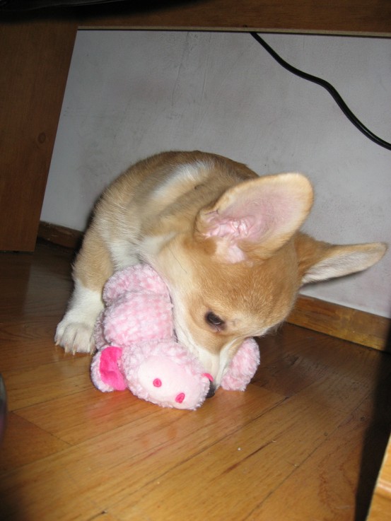 Sublime Male and Female Corgi Puppies