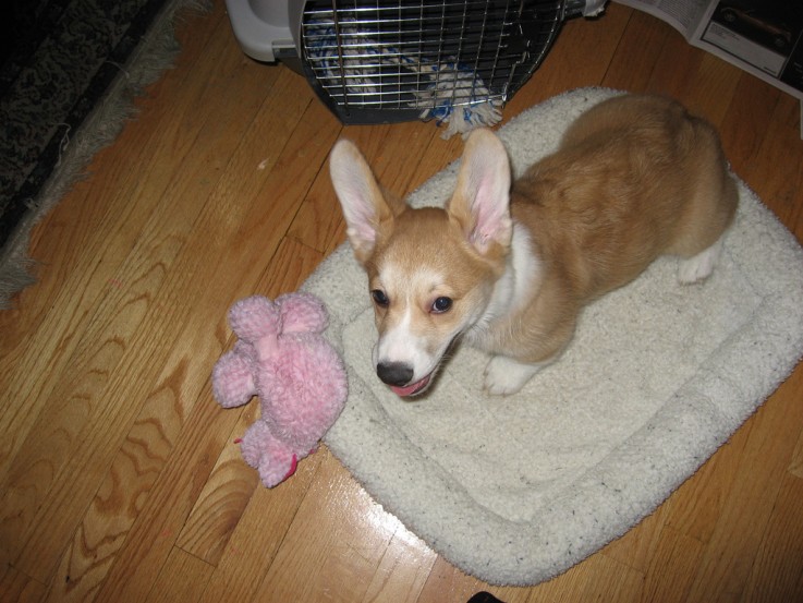 Sublime Male and Female Corgi Puppies