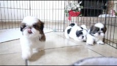 Shih Tzu puppies For Sale