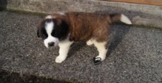 Saint Bernard Puppies For Sale