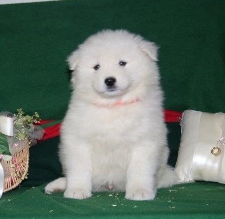 Samoyed Puppies for sale