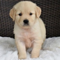 Golden Retriever Puppies For Sale