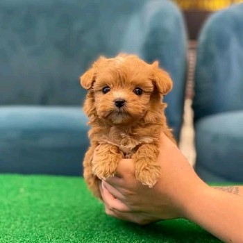 Toy Poodle puppies for sale 