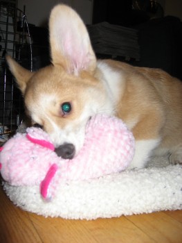 Friendly and Trained Corgi Puppies Now