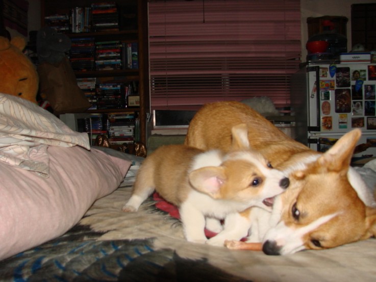 Gentle and cute Corgi Puppies