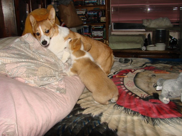 Gentle and cute Corgi Puppies