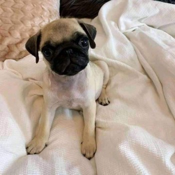 Charming male and female Pug puppies