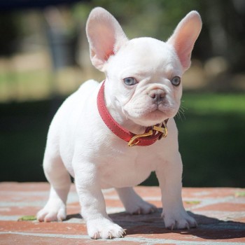 Adorable French Bulldog puppies