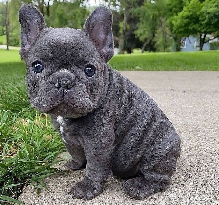 Adorable French Bulldog puppies