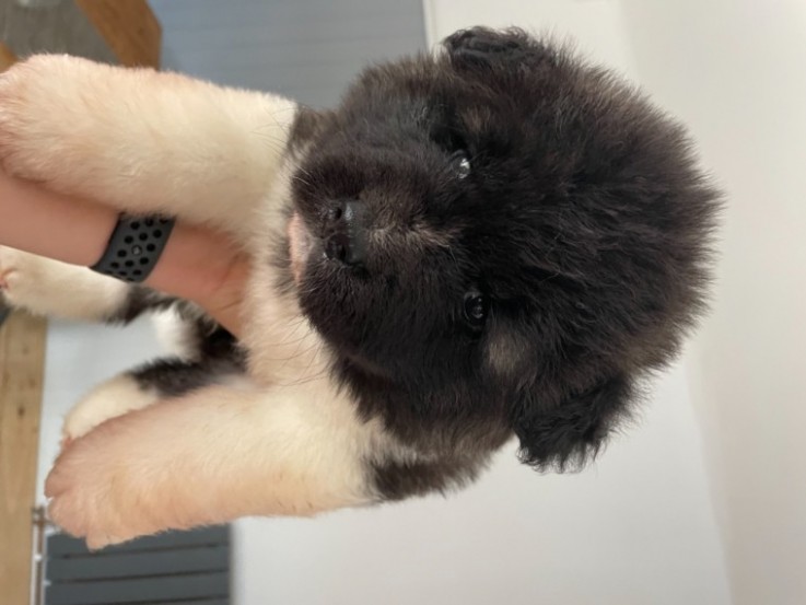 American Akita Puppies