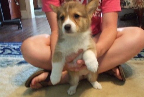 Lovable and Cute Corgi Puppies