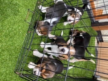 Beagle Puppies For Sale